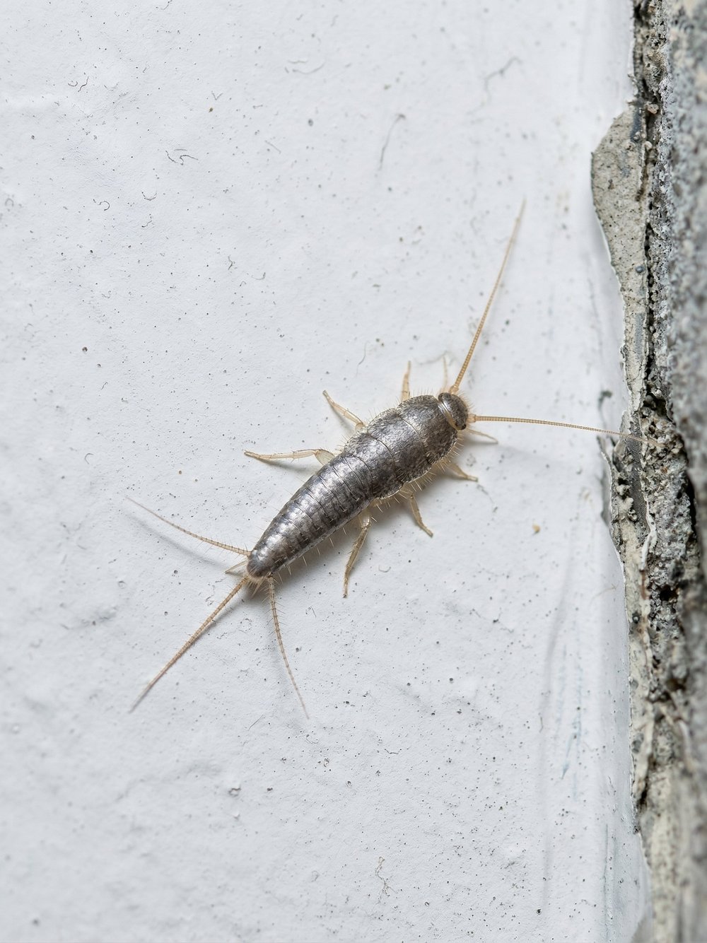 Silfurskottur